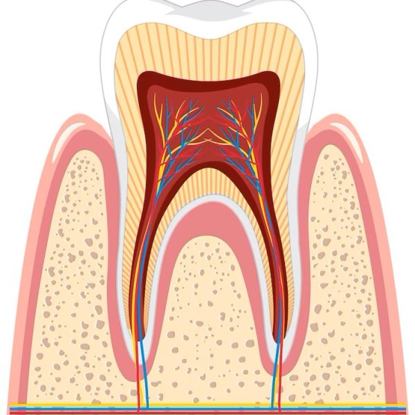 tooth-anatomy-gum-white-background_1308-92465